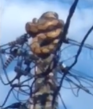 Cảnh tượng kinh hoàng trên cột điện giữa ban ngày, người dân kéo nhau đến xem Ảnh 1