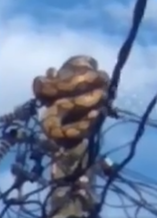 Cảnh tượng kinh hoàng trên cột điện giữa ban ngày, người dân kéo nhau đến xem Ảnh 2