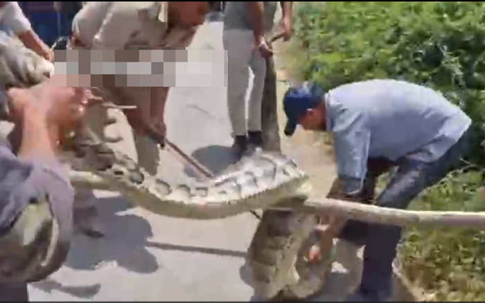 Đang làm ruộng thì thấy con 'quái vật' khổng lồ hơn 120 ký, người dân lập tức vây bắt Ảnh 1