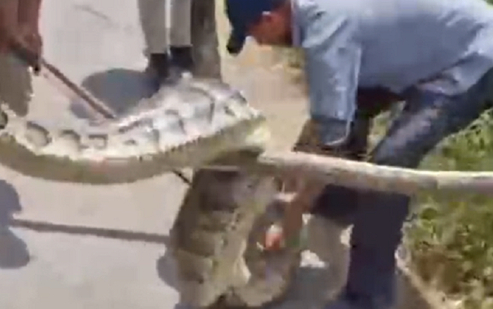 Đang làm ruộng thì thấy con 'quái vật' khổng lồ hơn 120 ký, người dân lập tức vây bắt Ảnh 2