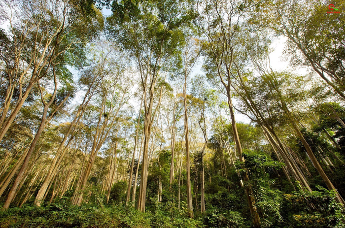 Rừng trong vườn quốc gia Pù Mát. (Nguồn: VnExpress)