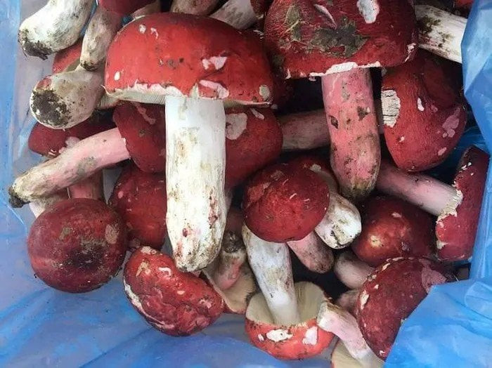 Hình dáng cây nấm chẹo