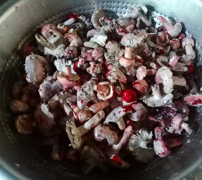 Loại nấm chỉ hái được vào ban đêm, giá 2 triệu/kg nhưng không có hàng để bán Ảnh 5