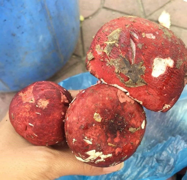 Loại nấm chỉ hái được vào ban đêm, giá 2 triệu/kg nhưng không có hàng để bán Ảnh 3