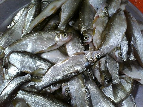 Loài cá được xem như một phần ký ức của người Sơn La, làm món nhậu lai rai thì hết ý Ảnh 1