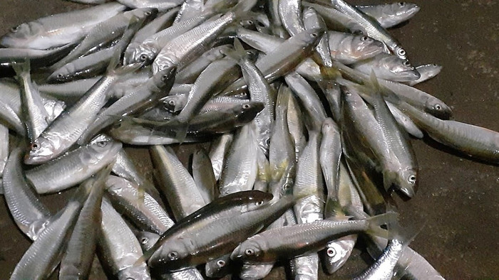 Loài cá được xem như một phần ký ức của người Sơn La, làm món nhậu lai rai thì hết ý Ảnh 5