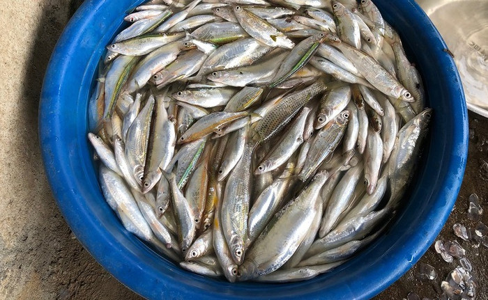 Loài cá được xem như một phần ký ức của người Sơn La, làm món nhậu lai rai thì hết ý Ảnh 2