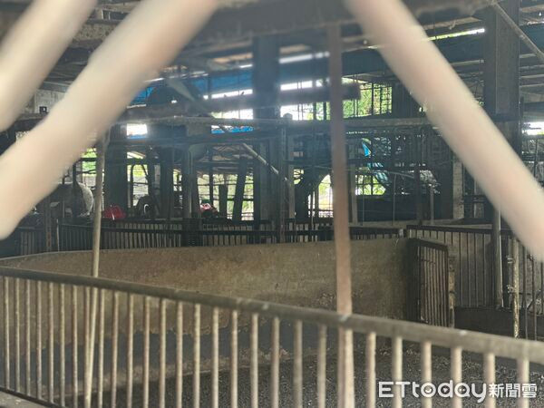 195 con heo bị tiêu hủy trong đêm gây xôn xao Ảnh 2