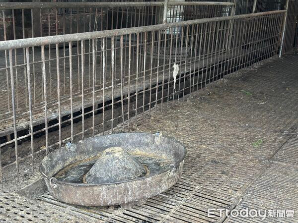 195 con heo bị tiêu hủy trong đêm gây xôn xao Ảnh 3