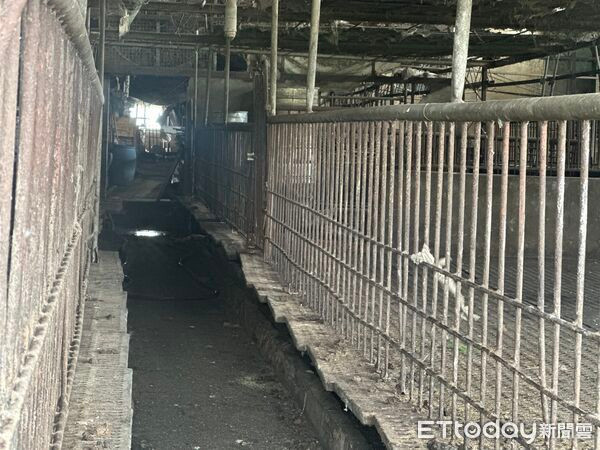 195 con heo bị tiêu hủy trong đêm gây xôn xao Ảnh 4