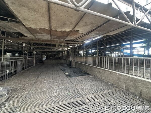 195 con heo bị tiêu hủy trong đêm gây xôn xao Ảnh 1