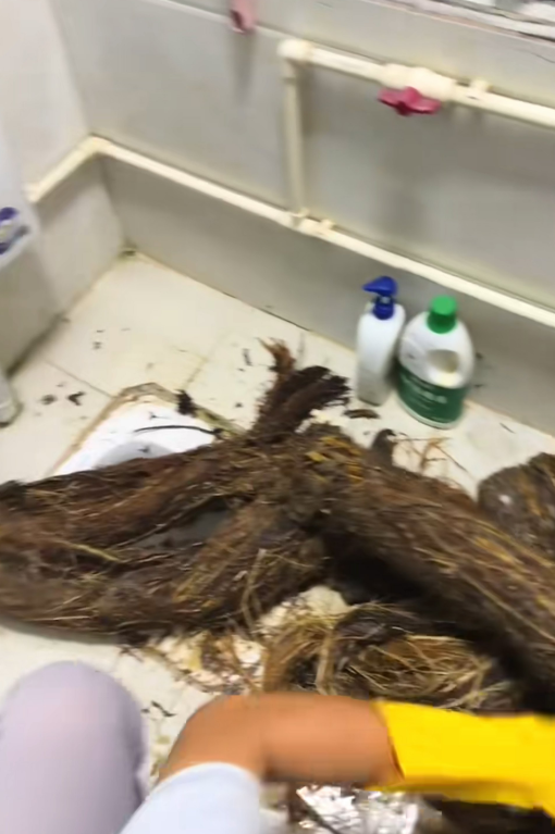 Ống thoát nước bị tắc nghẽn, chủ nhà hoảng hốt sau khi phát hiện thứ mắc kẹt bên trong Ảnh 4