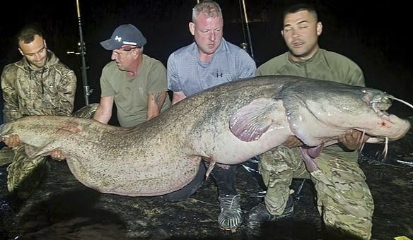Đi câu cá với bạn, người đàn ông bắt được con 'thủy quái' khổng lồ, cân nặng khó tin Ảnh 1