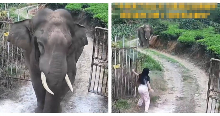 Chồng ra ngoài quên đóng cửa, người vợ hốt hoảng ôm con chạy trốn khi thấy 'vị khách không mời' Ảnh 1