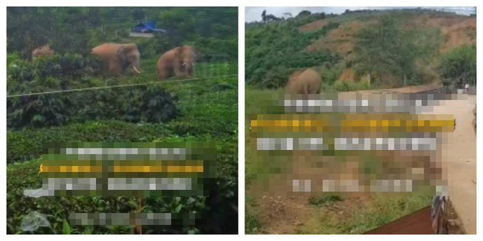 Chồng ra ngoài quên đóng cửa, người vợ hốt hoảng ôm con chạy trốn khi thấy 'vị khách không mời' Ảnh 2