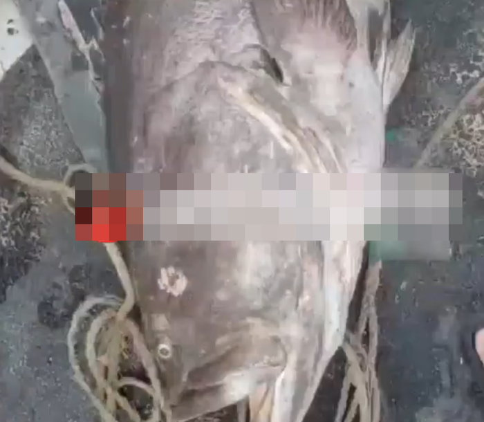 Ngư dân bắt được con cá cực quý hiếm nặng 160kg, cả làng chài xôn xao Ảnh 3