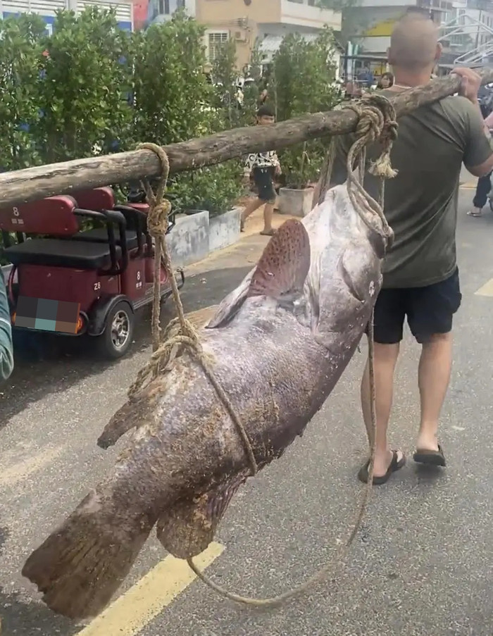 Ngư dân bắt được con cá cực quý hiếm nặng 160kg, cả làng chài xôn xao Ảnh 1