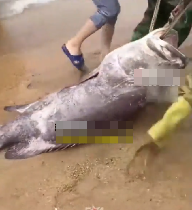 Ngư dân bắt được con cá cực quý hiếm nặng 160kg, cả làng chài xôn xao Ảnh 2