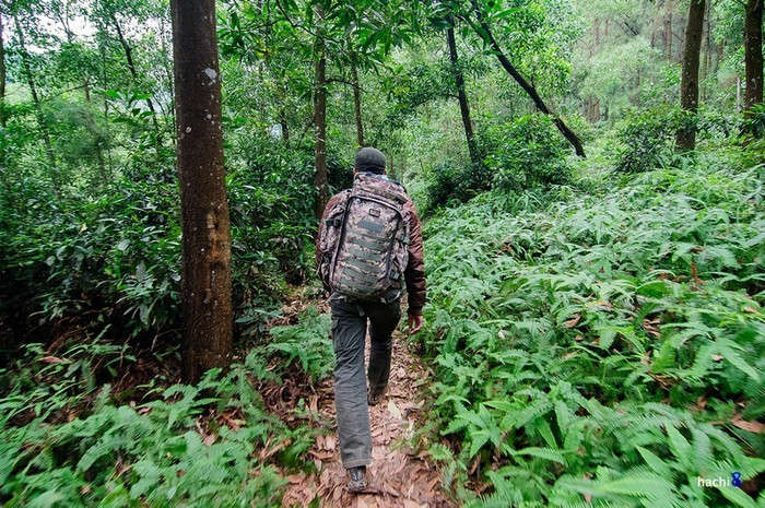 Bị lạc trong rừng 14 ngày, thanh niên sống sót nhờ ăn sống một loài động vật Ảnh 1