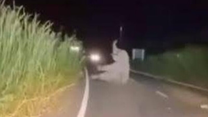 Xe cứu thương tông trúng 'vị khách khổng lồ' trong đêm, 3 người nhập viện khẩn cấp Ảnh 2