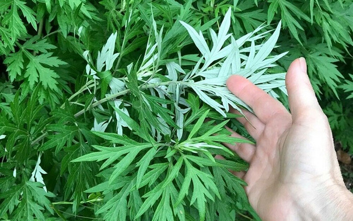 Lá ngải có nhiều công dụng hữu ích cho sức khỏe con người. (Nguồn: khuvuonxanh)