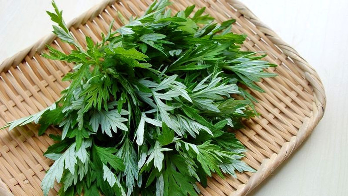 Lá ngải  được ví như 'thuốc trường thọ 100 tuổi'. (Nguồn: thesamhouse)