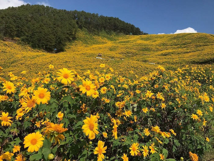 Du lịch mùa hoa: Hành trình khám phá sắc màu thiên nhiên Việt Ảnh 3