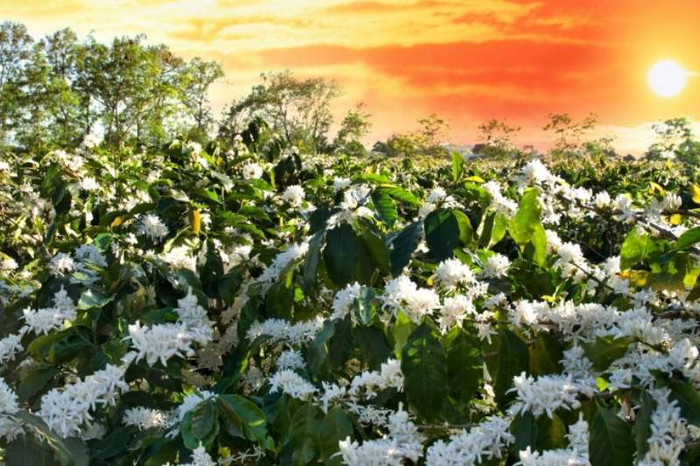 Du lịch mùa hoa: Hành trình khám phá sắc màu thiên nhiên Việt Ảnh 5