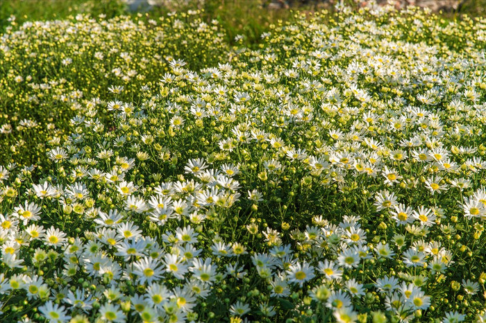 Ảnh: Báo Lao Động