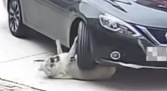 Con chó bị xe hơi cán qua người nhưng không hề hấn gì vì... quá béo Ảnh 2