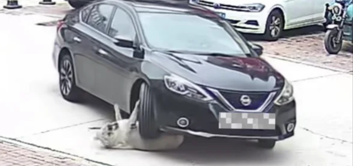 Con chó bị xe hơi cán qua người nhưng không hề hấn gì vì... quá béo Ảnh 1