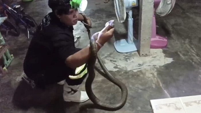 Thấy con mèo nhìn chằm chằm dưới gầm kệ, chủ nhà cúi xuống kiểm tra thì phát hiện cảnh tượng kinh hoàng Ảnh 4