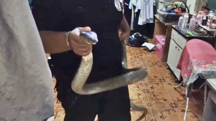 Thấy con mèo nhìn chằm chằm dưới gầm kệ, chủ nhà cúi xuống kiểm tra thì phát hiện cảnh tượng kinh hoàng Ảnh 3