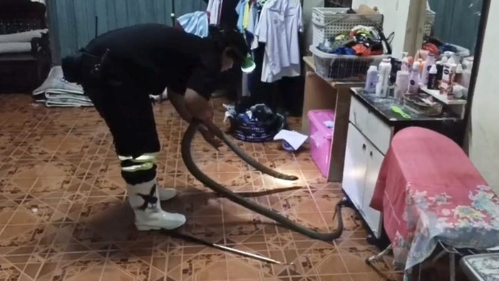 Thấy con mèo nhìn chằm chằm dưới gầm kệ, chủ nhà cúi xuống kiểm tra thì phát hiện cảnh tượng kinh hoàng Ảnh 2