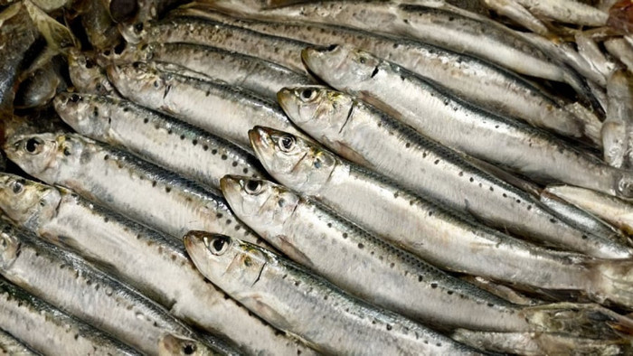 Cá mòi là nguồn canxi 'vàng'. (Nguồn: phunutoday)