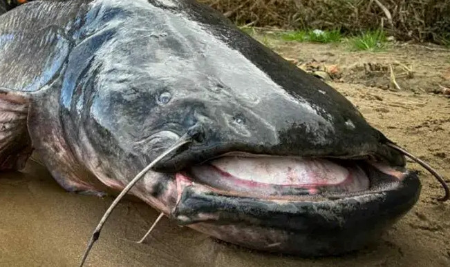 Nhóm bạn đi câu bắt được con 'quái vật nước', kích thước và trọng lượng gây choáng Ảnh 2