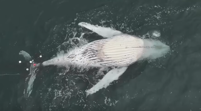 Một con cá voi lưng gù non đã được tìm thấy đã chết trong lưới đánh cá mập ngoài khơi bãi biển Wombarra. (ORRCA)