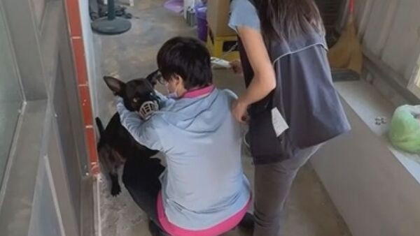 Bé trai 1 tuổi bị con chó cắn vào mặt khi đi ăn tiệc cùng gia đình, phải khâu hơn 100 mũi Ảnh 1