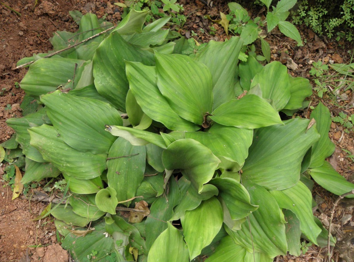 Cây địa liền. (Nguồn: blogcaycanh)