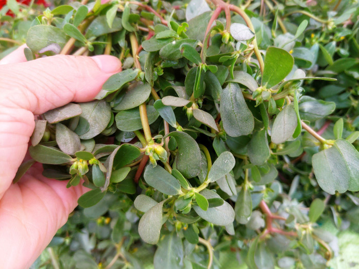 Cần chần rau sam qua nước nóng để loại bỏ phần lớn axit oxalic. (Ảnh minh họa)