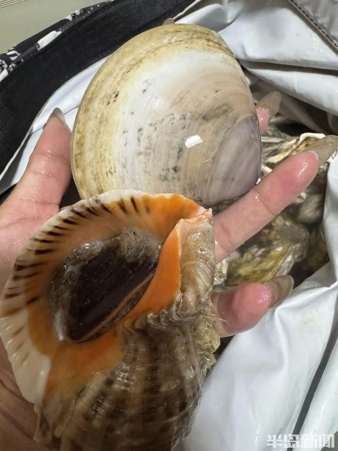 Sau bão lớn, người dân mang bao tải ra bãi biển bắt hải sản 'khủng' Ảnh 1