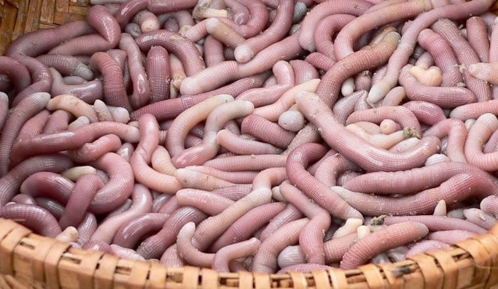 Vẻ ngoài món ăn này có thể khiến nhiều người khiếp sợ.