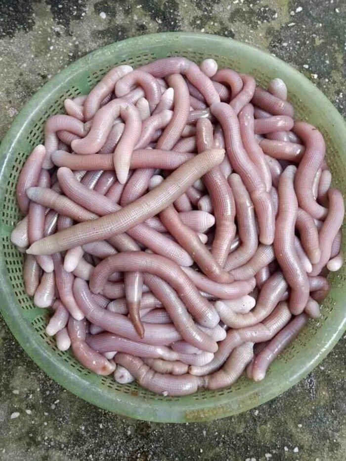 Sá sùng tươi có giá trị dinh dưỡng.