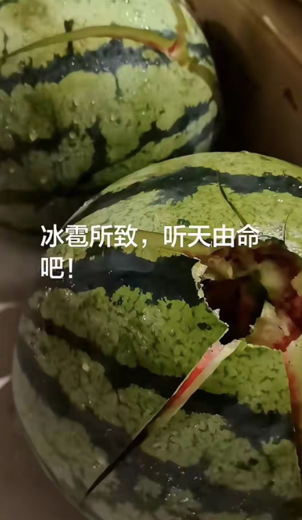 Đang chờ ngày thu hoạch, nông dân sụp đổ khi ruộng dưa thành đống đổ nát, nguyên nhân gây bàng hoàng Ảnh 4