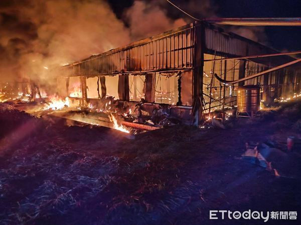 Trại ngỗng bốc cháy khiến 2.000 con chết thảm, thiệt hại hơn hàng chục tỷ đồng Ảnh 1