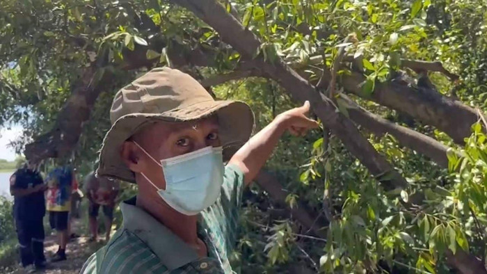 Cắt tỉa cành cây, người đàn ông 39 tuổi tử vong sau khi bị kiến cắn Ảnh 1