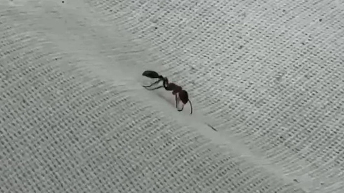 Cắt tỉa cành cây, người đàn ông 39 tuổi tử vong sau khi bị kiến cắn Ảnh 3