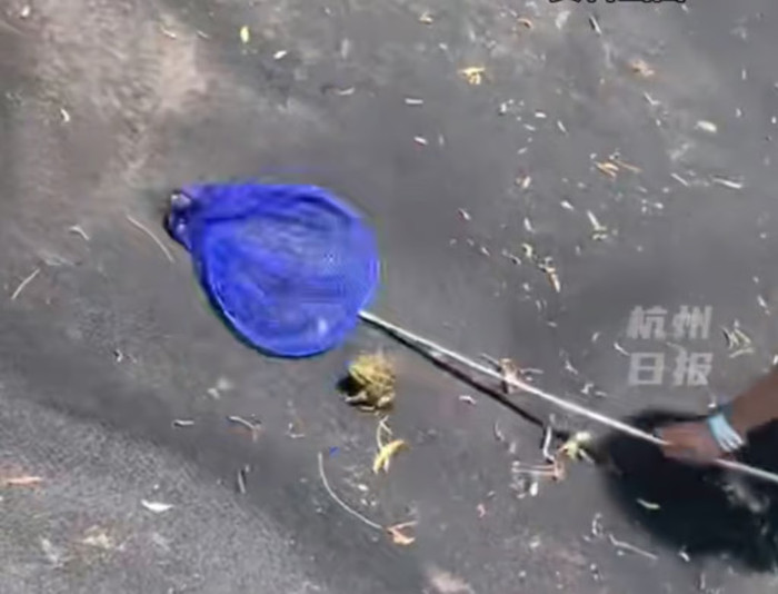 Tin vào 'bài thuốc dân gian', cụ bà 82 tuổi nuốt sống 8 con ếch để chữa đau lưng Ảnh 1