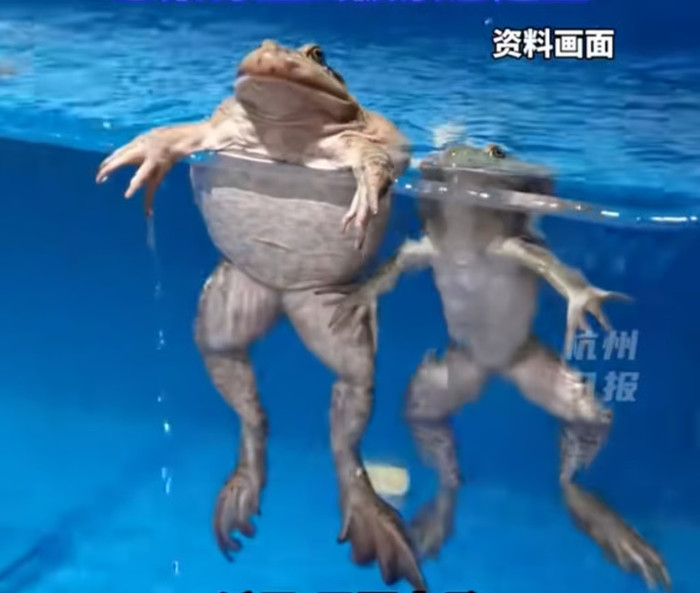 Tin vào 'bài thuốc dân gian', cụ bà 82 tuổi nuốt sống 8 con ếch để chữa đau lưng Ảnh 2