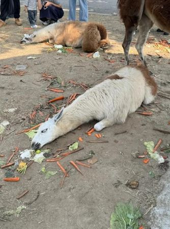 Động vật trong sở thú bỗng ngã quỵ trước mặt khách tham quan, nguyên nhân khiến mạng xã hội xôn xao Ảnh 3